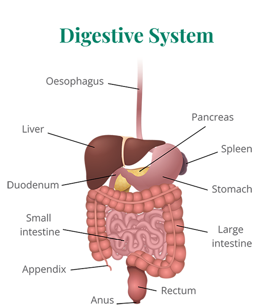Digestive system